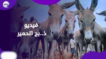 تفاصيل ذ.بح كمية كبيرة من الحمير في المنوفية.. فيديو