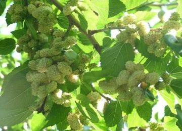 مفيد لمرضى السكر.. 7 فوائد مذهلة لتناول التوت يوميا مفيد لمرضى السكر.. 7 فوائد مذهلة لتناول التوت يوميا