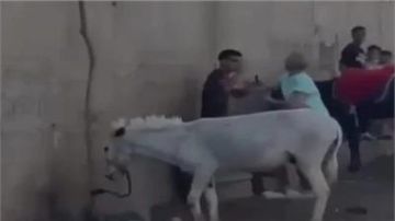 ضرب الحمار بالكرباج.. فحص فيديو غضب سائحة من سايس بمنطقة أبو الهول ضرب الحمار بالكرباج.. فحص فيديو غضب سائحة من سايس بمنطقة أبو الهول