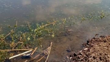 لماذا غمرت المياه بعض الأراضي الزراعية؟.. وزارة الري توضح