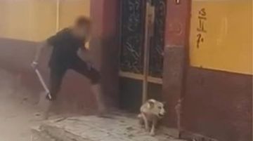 مصر.. فيديو مؤلم لضرب كلب يثير تفاعلا والأمن يرد