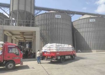 صوامع الإسكندرية تتسلم 2123 طن أقماح محلية من المزارعين