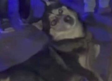 لم نتلقى شكوى.. الأطباء البيطريين تعلق على واقعة الكلب الهاسكي بطنطا