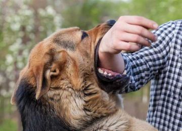 ماذا تفعل إذا تعرضت لعضة كلب؟.. 5 خطوات ضرورية