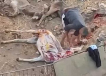 10 مشاهد من قلب واقعة ذبح الحمير في شبين الكوم (الحقيقة الكاملة) 10 مشاهد من قلب واقعة ذبح الحمير في شبين الكوم (الحقيقة الكاملة)