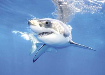 الأهالي يؤكدون ظهور أسماك قرش بشواطيء شمال سيناء ومجلس المدينة ينفي