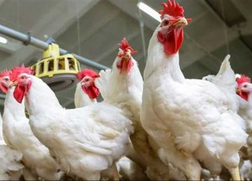 الموافقة على 419 طلبا لإقامة مشروعات إنتاج زراعي وحيواني وداجني في الوادي الجديد