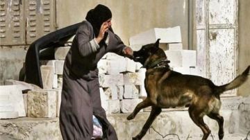 بعد موافقة الوزراء.. حظر حيازة الحيوانات الخطرة وتغليظ العقوبات للمخالفين