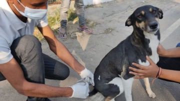 محافظة الإسكندرية تكثف حملات تطعيم كلاب الشوارع ضد السعار محافظة الإسكندرية تكثف حملات تطعيم كلاب الشوارع ضد السعار