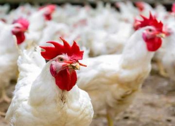  تراجع الفراخ البيضاء .. أسعار الدواجن والطيور بأسواق الإسكندرية الأربعاء 16 أبريل 2025