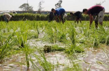وزارة الرى: تحديد المساحة المنزرعة بالأرز طبقا لأسس فنية متعددة