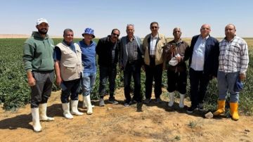 البحوث الزراعية تتابع مشروعات إنتاج تقاوي البطاطس بالوادي الجديد