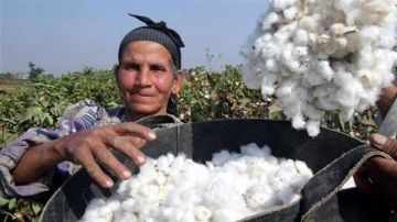 زراعة النواب تعلن بدء صرف مليار جنيه من مستحقات مزارعي القطن زراعة النواب تعلن بدء صرف مليار جنيه من مستحقات مزارعي القطن