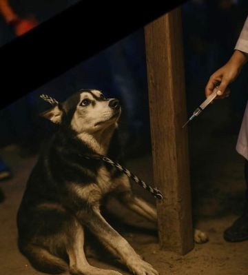 فيديو صادم لكلب هاسكي يثير تفاعلا واسعا في مصر.. وطبيب الواقعة يعلق