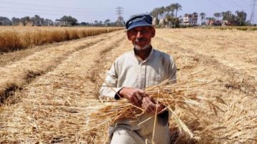 محافظ أسوان يعطي إشارة بدء موسم حصاد القمح ويتابع تعريفة الركوب الجديدة