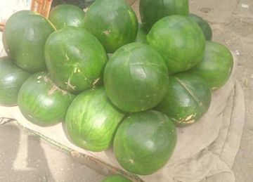 البطيخ في دمياط أغلى من كيلو الفراخ.. ومواطنون سننتظر الموسم 