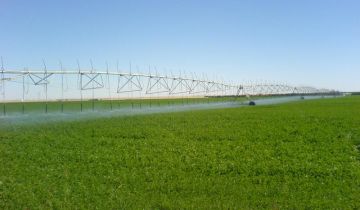 توصيات عاجلة لمزارعى الأعلاف الخضراء.. تعرف عليها