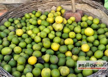 ارتفاع اسعار الليمون في أسوان.. ومواطنون: بنشتريه بالواحدة ارتفاع اسعار الليمون في أسوان.. ومواطنون: بنشتريه بالواحدة