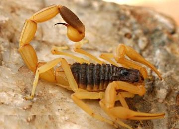 رفض إسعاف مصاب بلدغة عقرب.. محافظ أسوان يكلف بالتحقيق في واقعة طبيب استقبال بالمستشفى الجامعي