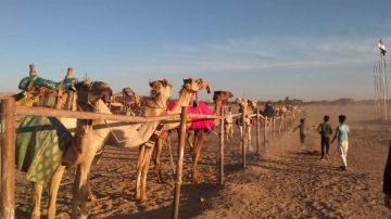 رفع كفاءة نادي الهجن بالوادي الجديد استعدادا لسباق بغداد السنوي للهجن