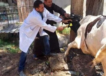 غدا.. انطلاق الحملة القومية لتحصين الماشية ضد الحمى القلاعية في الشرقية