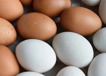 أسعار البيض والدواجن اليوم الإثنين 14 أبريل 2025 في أسواق الأقصر