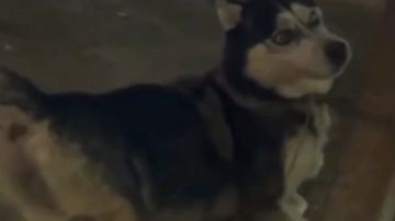 استدعاء طبيب بيطري لسماع أقواله في واقعة مقتـ.ـل كلب هاسكي بطنطا