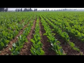  زراعة المنيا : 89 ألف فدان بنجر هذا العام ومشروع STA يخدم صغار المزارعين