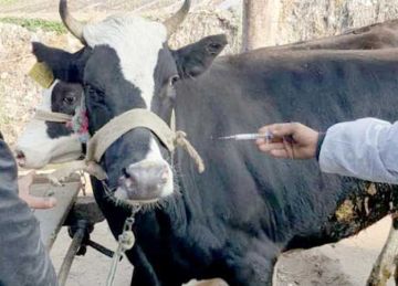 غدا انطلاق الحملة القومية الأولى للتحصين ضد الحمى القلاعية وحمى الوادي المتصدع بالمنيا غدا انطلاق الحملة القومية الأولى للتحصين ضد الحمى القلاعية وحمى الوادي المتصدع بالمنيا