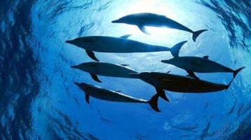 جمال لم تحكى أسراره.. شاهد الفيلم الوثائقى الترويجى لمحميات جزر البحر الأحمر