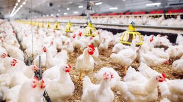 اتحاد منتجي الدواجن يوضح تأثير ارتفاع الوقود على الأسعار