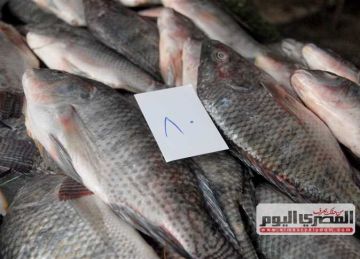 بلح البحر بـ300 جنيه.. قائمة أسعار السمك والمأكولات البحرية في أسواق الإسكندرية اليوم الأحد 6 إبريل 2025