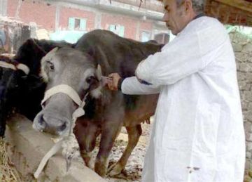 داخل 110 لجان فرعية و4 مركزية.. المنيا تواصل تحصين الماشية ضد الحمى القلاعية والوادي المتصدع داخل 110 لجان فرعية و4 مركزية.. المنيا تواصل تحصين الماشية ضد الحمى القلاعية والوادي المتصدع