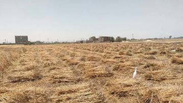 بعد الانتهاء من حصاد 188 ألف فدان.. توريد 147 ألف طن قمح بأسيوط