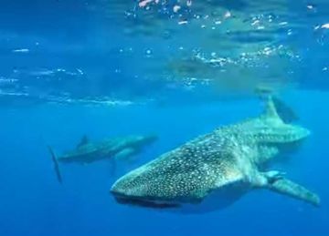 بعد ظهوره بالبحر الأحمر.. كيف تتعرف على القرش الحوتي 