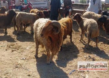 أسعار أضاحي 2025.. الكيلو القائم بكام؟ (تفاصيل) أسعار أضاحي 2025.. الكيلو القائم بكام؟ (تفاصيل)