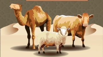 الأزهر للفتوى يكشف عن عيوب يجب الابتعاد عنها عند شراء الأضحية