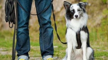 شروط حددها القانون لحيازة الكلاب .. وغرامة 10 آلاف جنيه للمخالفين شروط حددها القانون لحيازة الكلاب .. وغرامة 10 آلاف جنيه للمخالفين