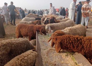عيد الأضحى 2025.. أسعار الخراف والماعز في أسواق الشرقية