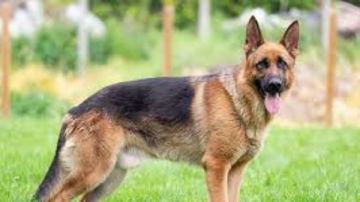 قانون جديد يحظر حيازة الحيوانات الخطرة دون ترخيص ويلزم بالرعاية والتأمين