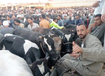 العجالي قائم بـ190 جنيها والجاموسي بـ155.. أسعار الأضاحي 2025 في أسواق الشرقية (فيديو)