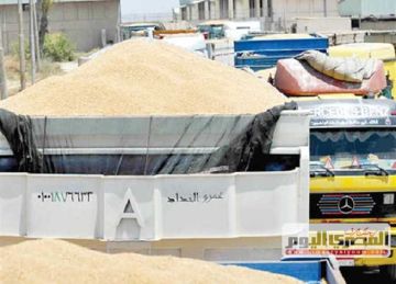 توريد 215 ألف طن قمح في قنا منذ بداية الموسم توريد 215 ألف طن قمح في قنا منذ بداية الموسم