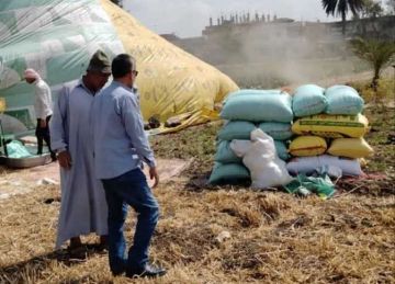 صوامع وشون الشرقية تستقبل 563 ألف طن قمح من المزارعين