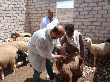 قافلة بيطرية مجانية شاملة السلوم تقوم بتحصين 1200 رأس ماعز قافلة بيطرية مجانية شاملة السلوم تقوم بتحصين 1200 رأس ماعز