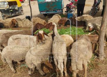 الأضحية بين العبادة والغلاء .. كيف يستعد المصريون لـ الدبح في عيد الأضحى 2025؟