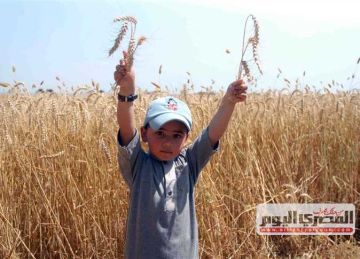  حصاد الخير .. موسم القمح بين الاحتفال والتحديات