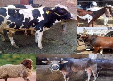 البقري بـ180 جنيه والجاموس بـ155 .. أسعار الأضاحي عام 2025 بأسواق المنيا البقري بـ180 جنيه والجاموس بـ155 .. أسعار الأضاحي عام 2025 بأسواق المنيا