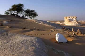 مبدأ الحضارة... مصر تكتب سيرة الأشجار