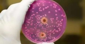 علماء يحذرون: أزمة المناخ تهدد بانتشار مستقبلي لفطريات مدمرة للجسم