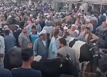 بكام العجل والخروف.. أسعار الأضاحي في أسواق الشرقية